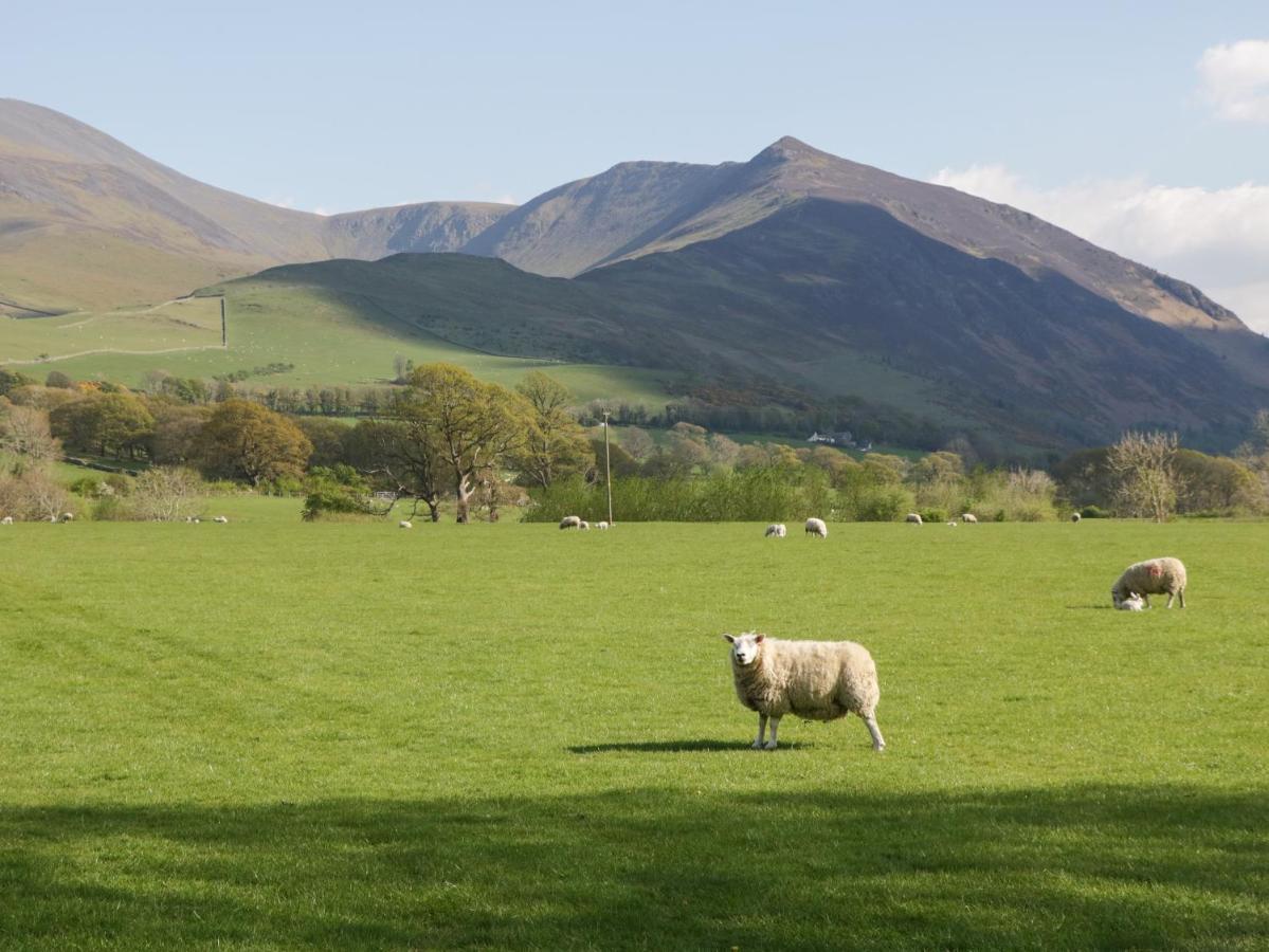 Elm * Keswick (Cumbria)